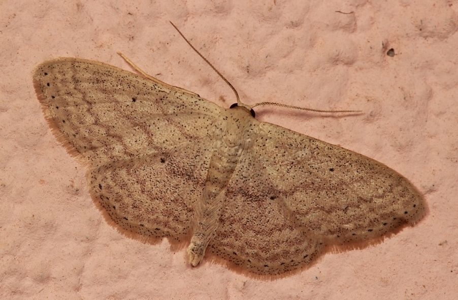 Scopula (Calothysanis) minorata (Boisduval, 1833)